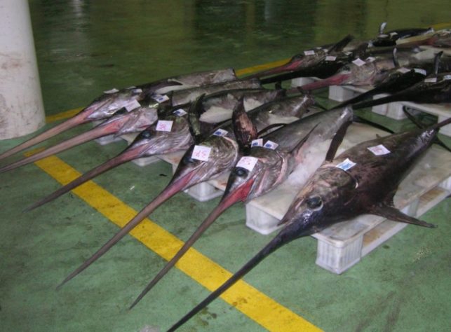 Peixe-espada