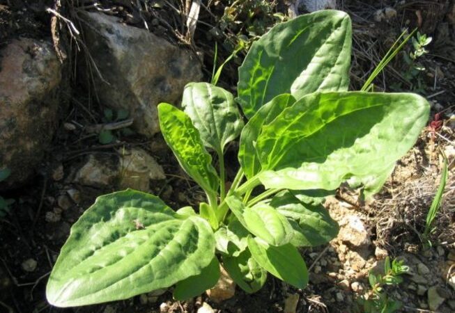 Já ouviu falar em tanchagem? Planta pouco conhecida é potente para a saúde