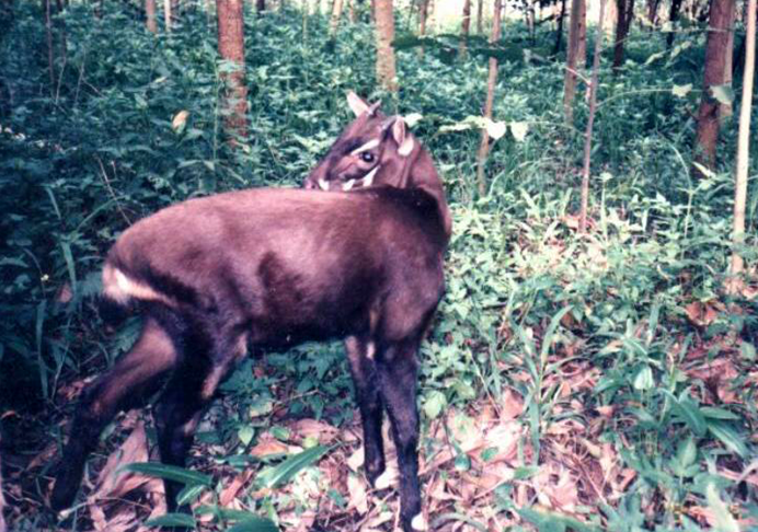SAOLA - Chamado de “unicórnio asiático”, o saola é um antílope extremamente raro e esquivo, encontrado apenas nas florestas montanhosas do Vietnã e Laos. Sua raridade se deve ao habitat isolado e à destruição de florestas causada pela agricultura e expansão humana. É tão difícil de encontrar que só foi descoberto pela ciência em 1992, e os avistamentos na natureza são extremamente raros até hoje.