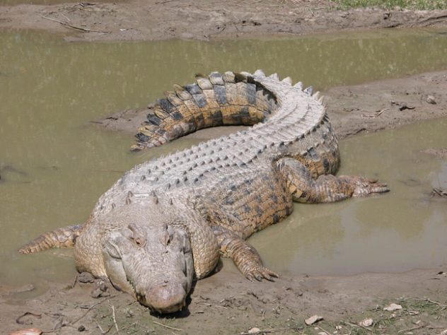 Crocodilo de água salgada (salties)
