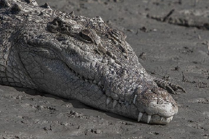 Crocodilo de água salgada (salties)