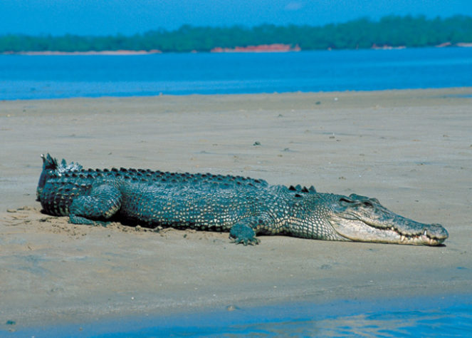 Território do Norte, na Austrália, tem mais de 100 mil crocodilos