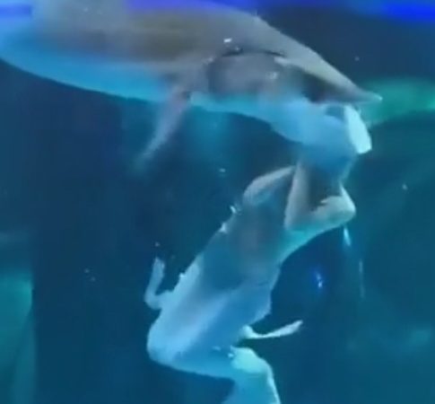 Pra quem não viu: Peixe ataca atriz vestida de sereia durante apresentação em aquário