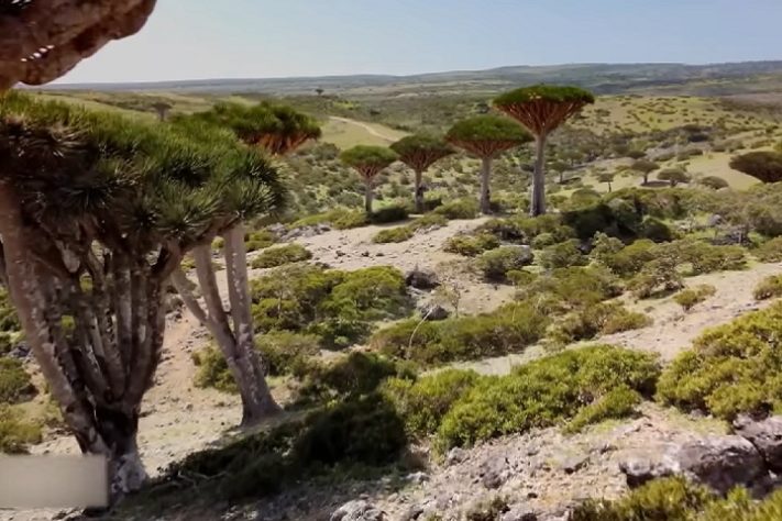 Ilha de Socotra, Iêmen