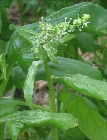 Espinafre