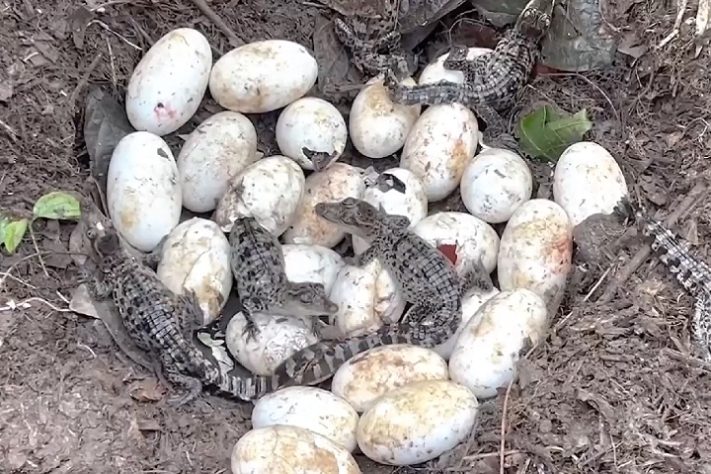 Território do Norte, na Austrália, tem mais de 100 mil crocodilos