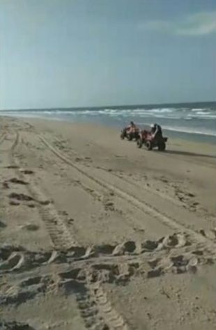 NInhos de tartarugas marinhas no litoral do Piauí
