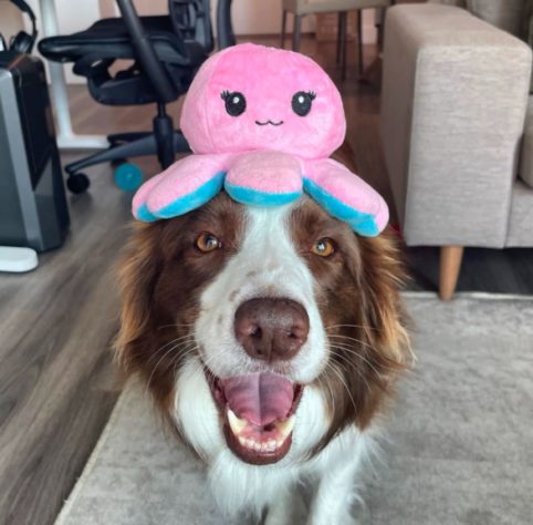 Border collie brasileira lembra o nome de mais de 200 brinquedos