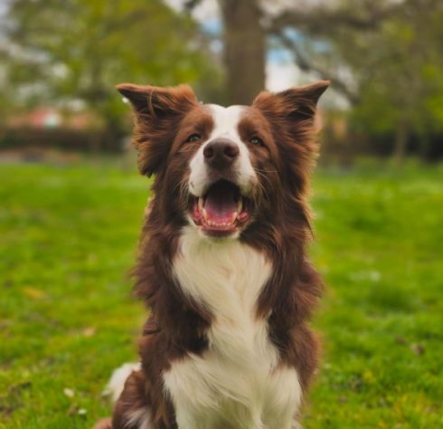 Border collie brasileira lembra o nome de mais de 200 brinquedos