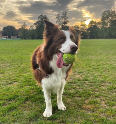 Border collie brasileira lembra o nome de mais de 200 brinquedos