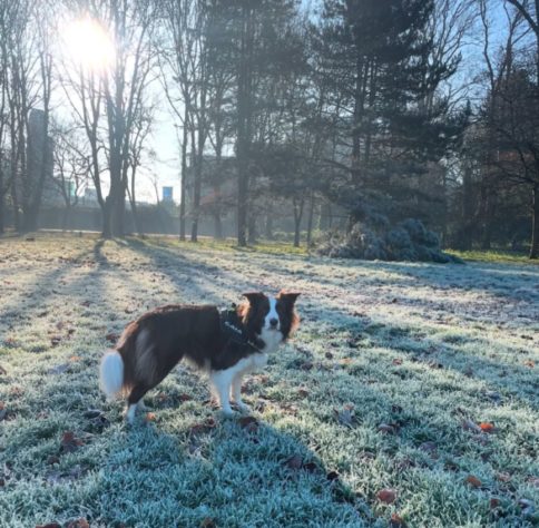 Border collie brasileira lembra o nome de mais de 200 brinquedos
