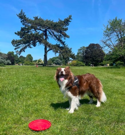 Border collie brasileira lembra o nome de mais de 200 brinquedos