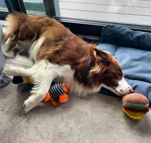 Border collie brasileira lembra o nome de mais de 200 brinquedos