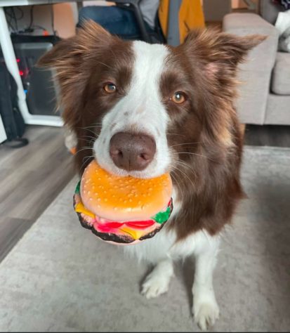 Border collie brasileira lembra o nome de mais de 200 brinquedos
