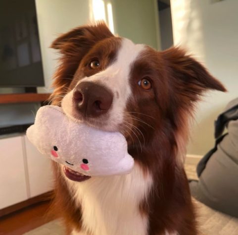 Border collie brasileira lembra o nome de mais de 200 brinquedos
