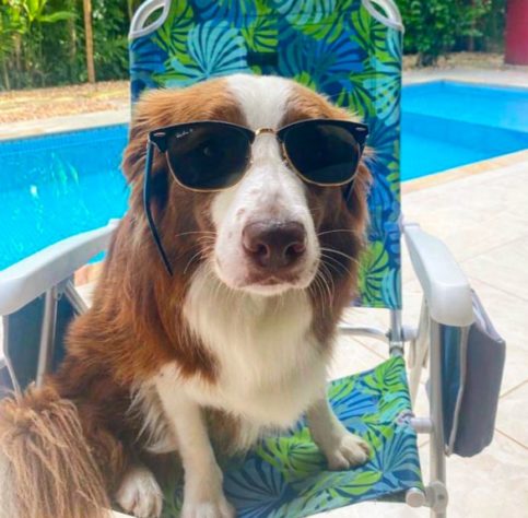 Border collie brasileira lembra o nome de mais de 200 brinquedos