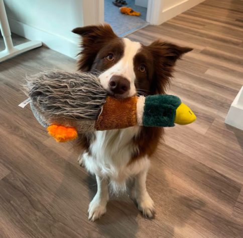 Border collie brasileira lembra o nome de mais de 200 brinquedos