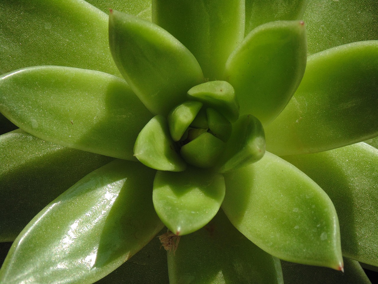 O uso de babosa é especialmente contraindicado para mulheres grávidas e lactantes, crianças com menos de 12 anos, e pessoas que estejam tomando medicamentos que possam interagir com a planta. -Imagem de Adam Górka por Pixabay

