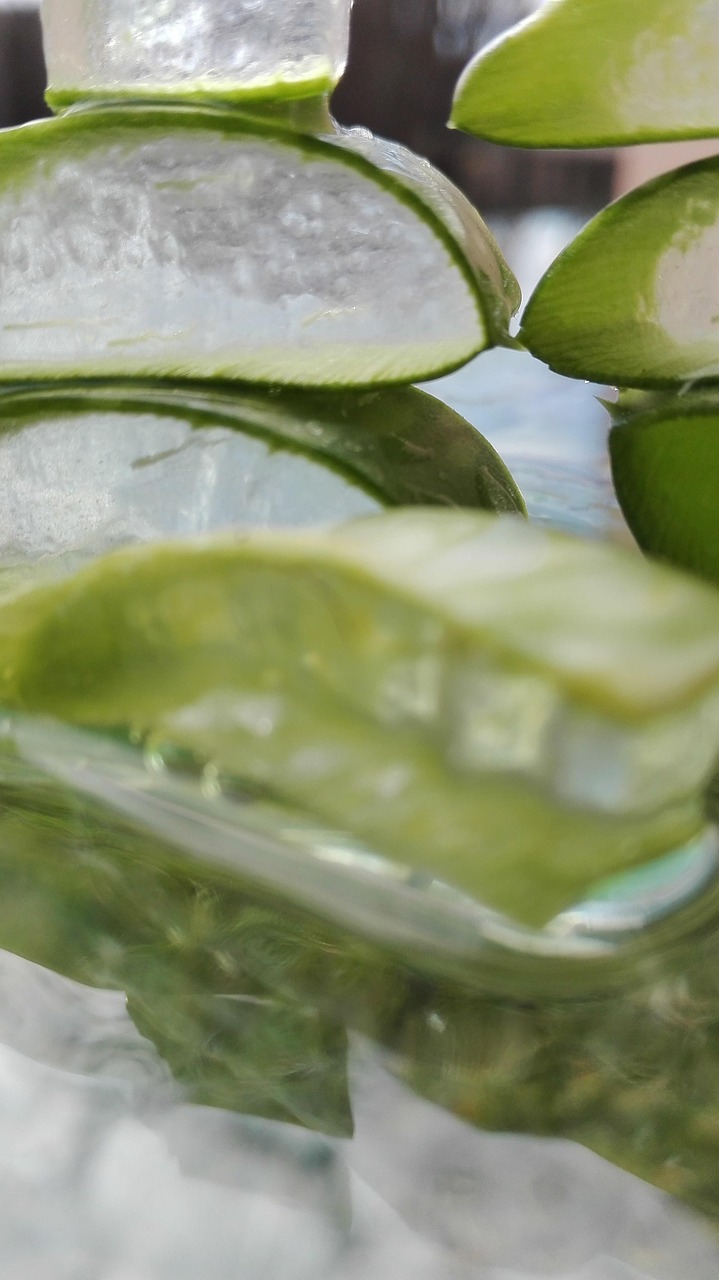 A planta também é bem conhecida por seus benefícios para os cabelos. Ela contém enzimas que ajudam a remover células mortas do couro cabeludo, além de minerais essenciais e propriedades hidratantes que fortalecem e protegem os fios. -