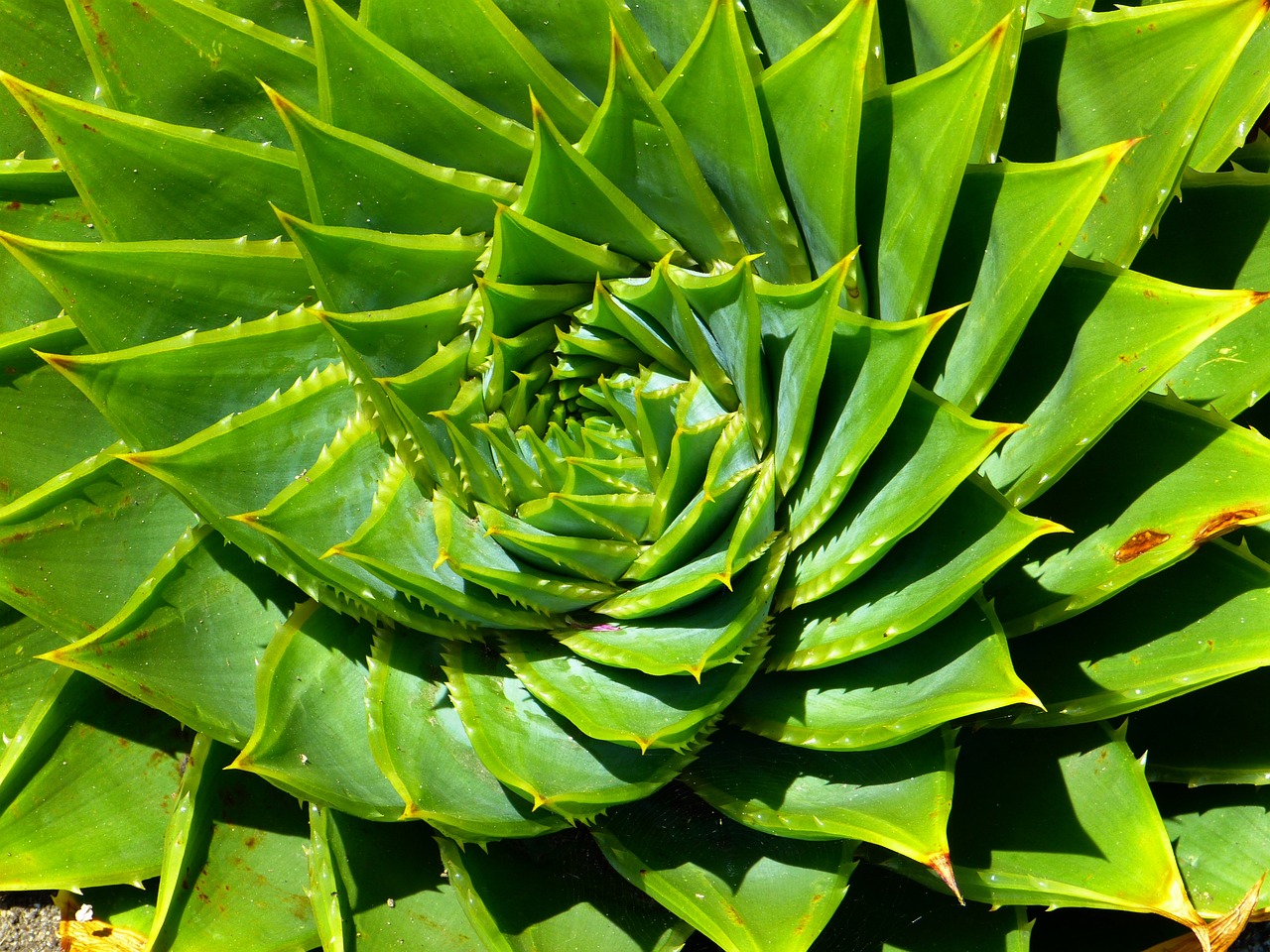 Embora as utilidades da babosa sejam muitas, seu uso deve ser feito com atenção aos cuidados específicos. Além de ser aplicada na pele e no cabelo, a planta também é utilizada como enxaguante bucal.-