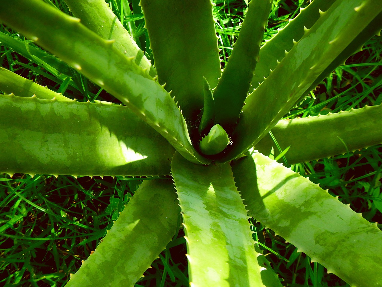 A babosa pode ser adquirida de diferentes formas no mercado, como gel, creme, suco e cápsulas. Embora seja fácil de cultivar em casa, a planta deve ser manipulada com cuidado, especialmente para quem deseja usá-la para fins terapêuticos.-Imagem de Ernesto Rodriguez por Pixabay