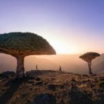 Diksam - Ilha de Socotra, Iêmen