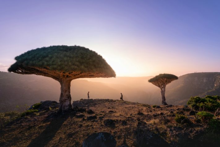 Diksam - Ilha de Socotra, Iêmen