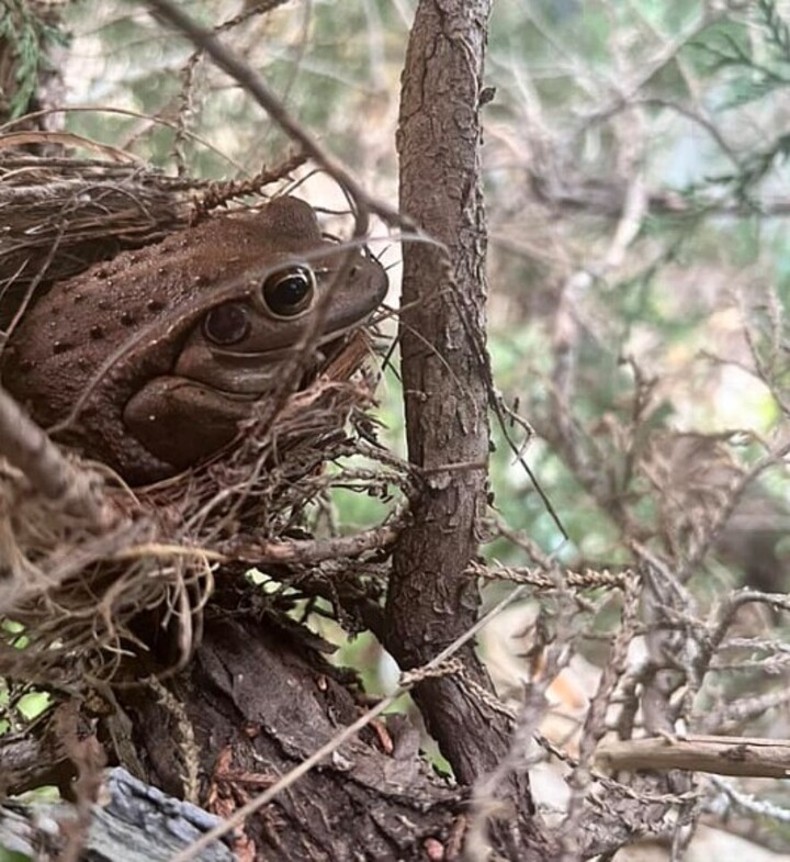 A imagem, que tinha também o curioso detalhe de uma folha pendurada que parecia uma bota, fez outras pessoas postarem fotos similares de sapos instalados em ninhos de pássaros. “Aparentemente, sapos gostam de ninhos de pássaros. Vi isso no mês passado”, compartilhou o australiano Chris Toovey. 
-Kobe Shaw/Facebook