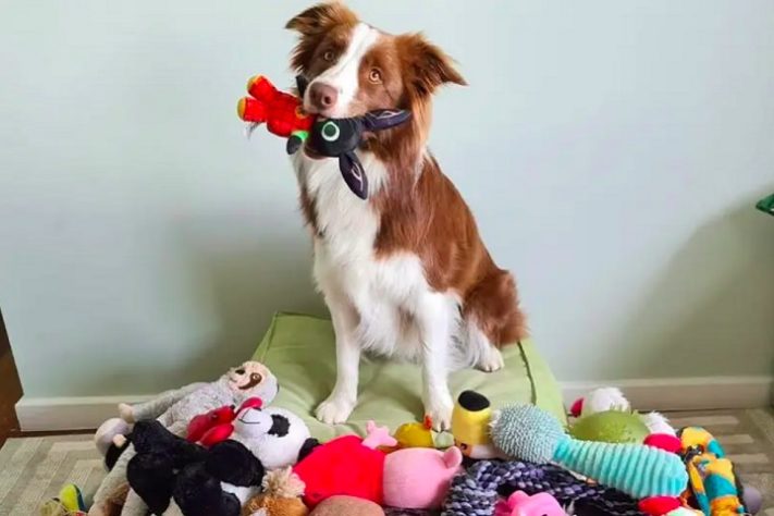 Border collie brasileira lembra o nome de mais de 200 brinquedos