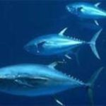 Atum rabilho, espécie mais cara de peixe do mundo