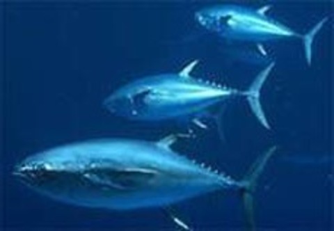 Peixe mais caro do mundo, atum rabilho se salva da extinção; saiba como