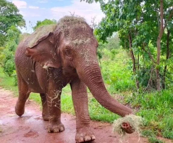 Elefante