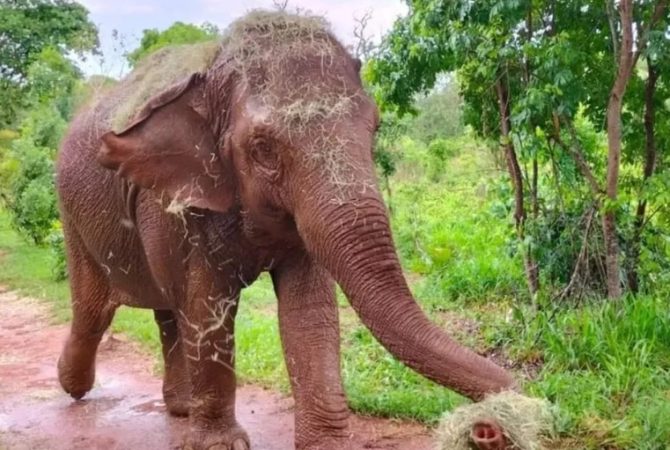 Santuário no Mato Grosso ‘ensina’ elefantes a viver na natureza