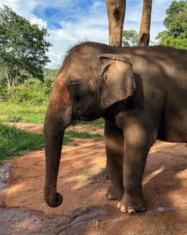 Elefante