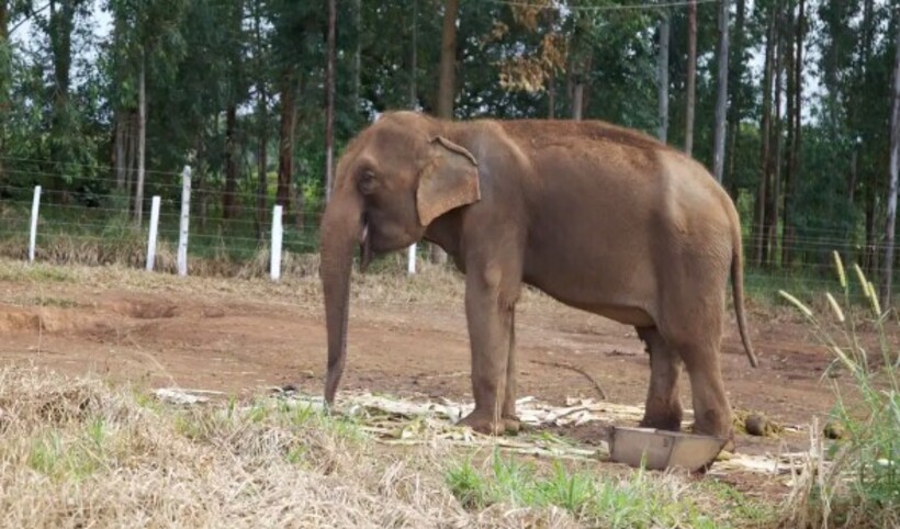 Santuário no Mato Grosso ‘ensina’ elefantes a viver em ambiente natural