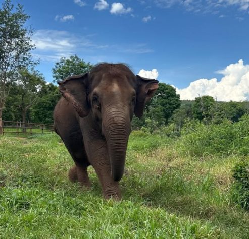 Elefante