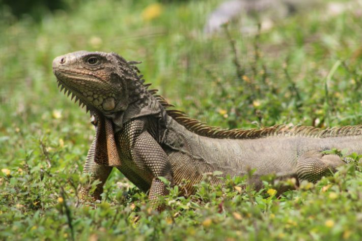 Iguana - animal