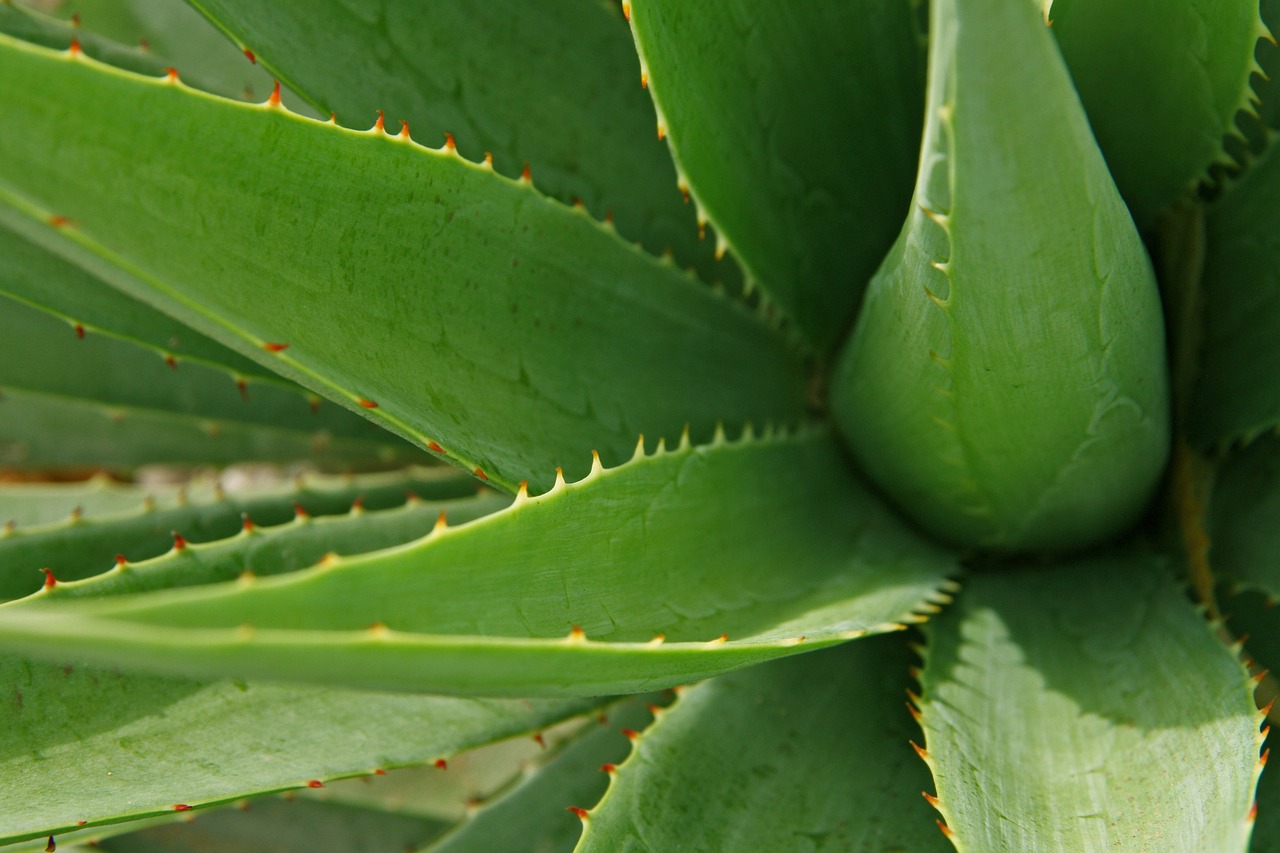 Resíduos da casca da planta, que contém compostos chamados antraquinonas, podem causar reações alérgicas, como dermatite, vermelhidão e sensação de queimação. Por isso, é crucial utilizar apenas o gel transparente da babosa, que pode ser retirado com segurança de suas folhas.-Imagem de Al Sampang por Pixabay

