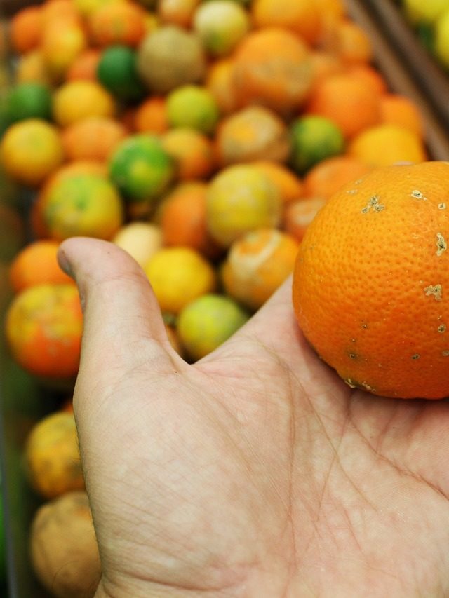 Laranja é poderosa para prevenir doenças e melhorar sua qualidade de vida