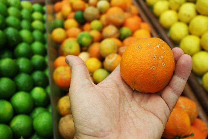 Laranja é poderosa para prevenir doenças e melhorar sua qualidade de vida