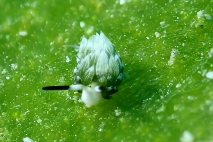 Costasiella Kuroshimae - lesma-marinha chamada de “ovelha-folha”