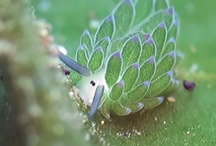 Costasiella Kuroshimae - lesma-marinha chamada de “ovelha-folha”