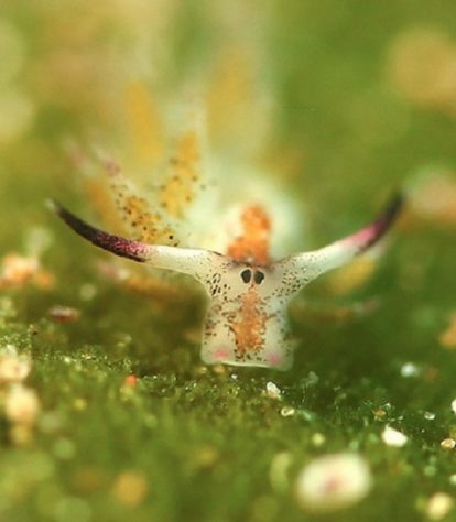 Costasiella Kuroshimae - lesma-marinha chamada de “ovelha-folha”