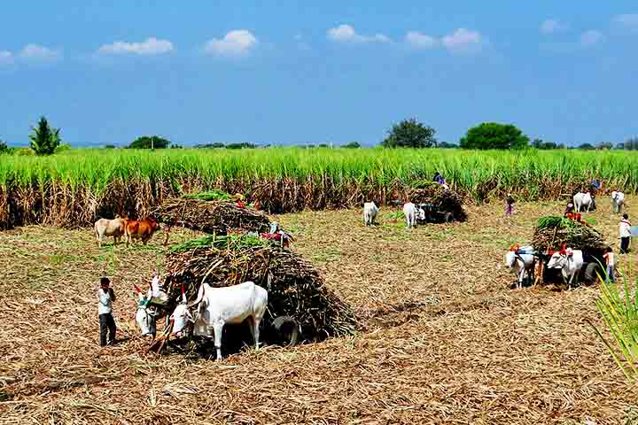Potencial sustentável e força econômica: a cana-de-açúcar no Brasil