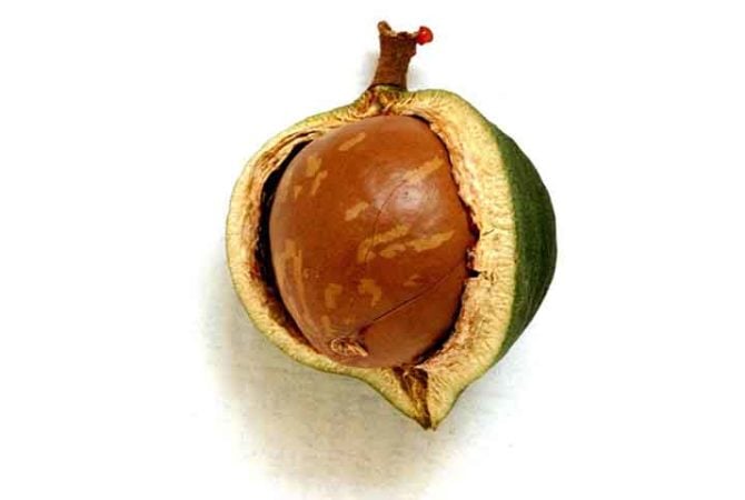 Macadâmia controla o colesterol e protege o coração; veja os usos da semente