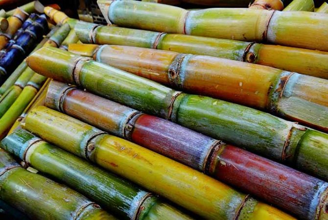 Força econômica e sustentável: a cana-de-açúcar no Brasil