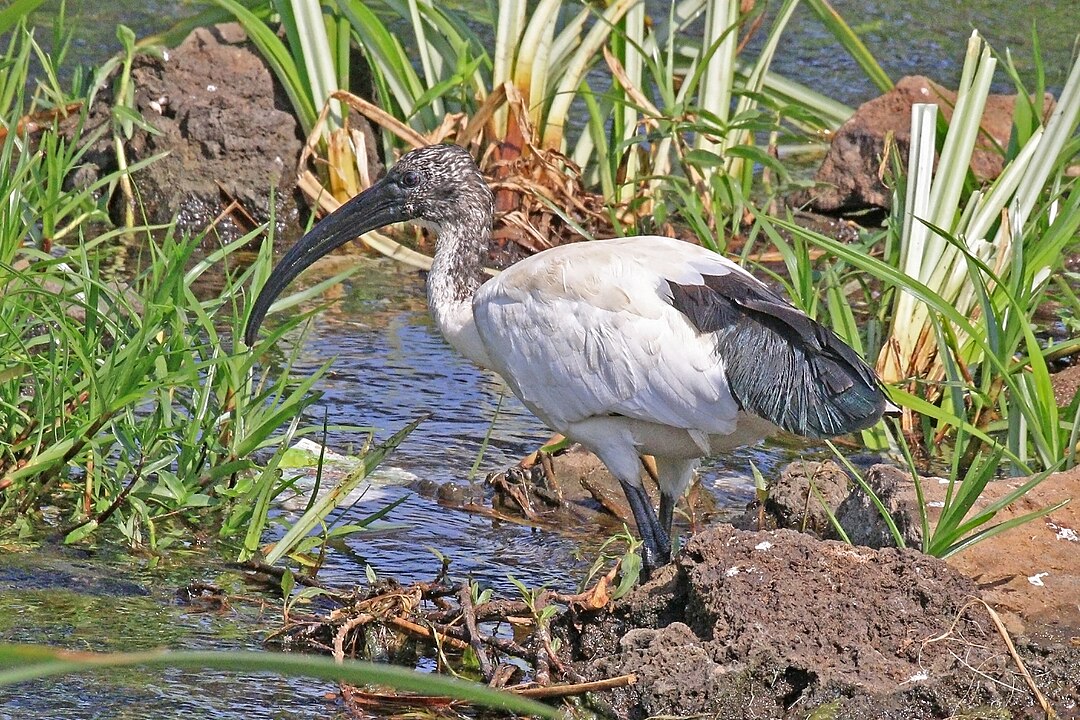 Ibís-sagrado (Threskiornis aethiopicus) – Seu bico longo e curvado para baixo facilita a captura de insetos, crustáceos e pequenos peixes em águas rasas. É encontrado na África e em algumas partes da Ásia. 
