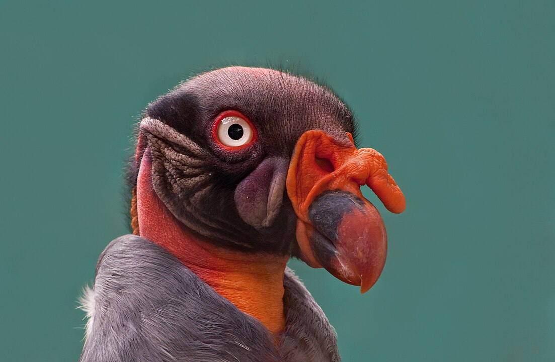 Urubu-rei (Sarcoramphus papa) - O bico é forte, curvado e alaranjado, ideal para rasgar carcaças. Essa ave é nativa das Américas, encontrada do México à Argentina, em florestas tropicais e savanas. Seu bico, junto com a cabeça colorida e sem penas, ajuda a evitar contaminações ao se alimentar de carne em decomposição.