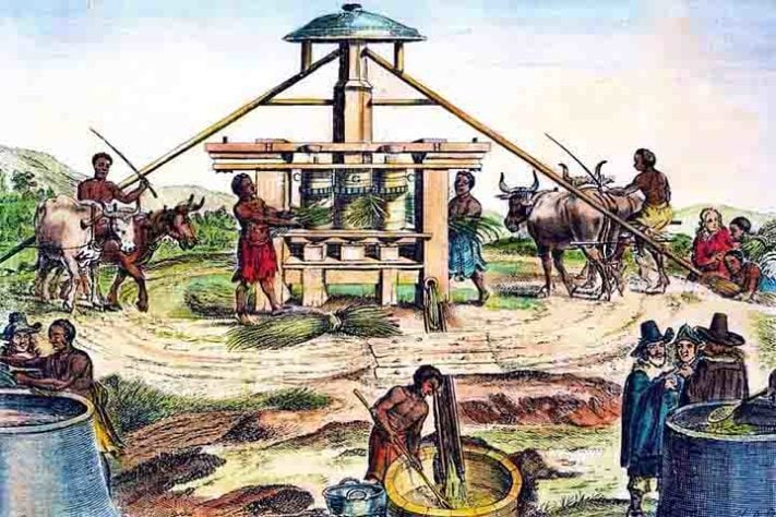 Cana-de-açúcar e seus derivados