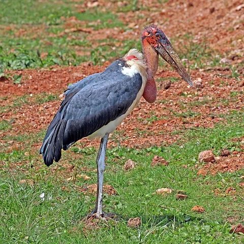 Marabu-africano (Leptoptilos crumenifer) – Seu bico enorme e forte é usado para rasgar carcaças e capturar pequenos animais, sendo essencial para sua função de necrófago. Habita savanas e zonas úmidas da África Subsaariana.